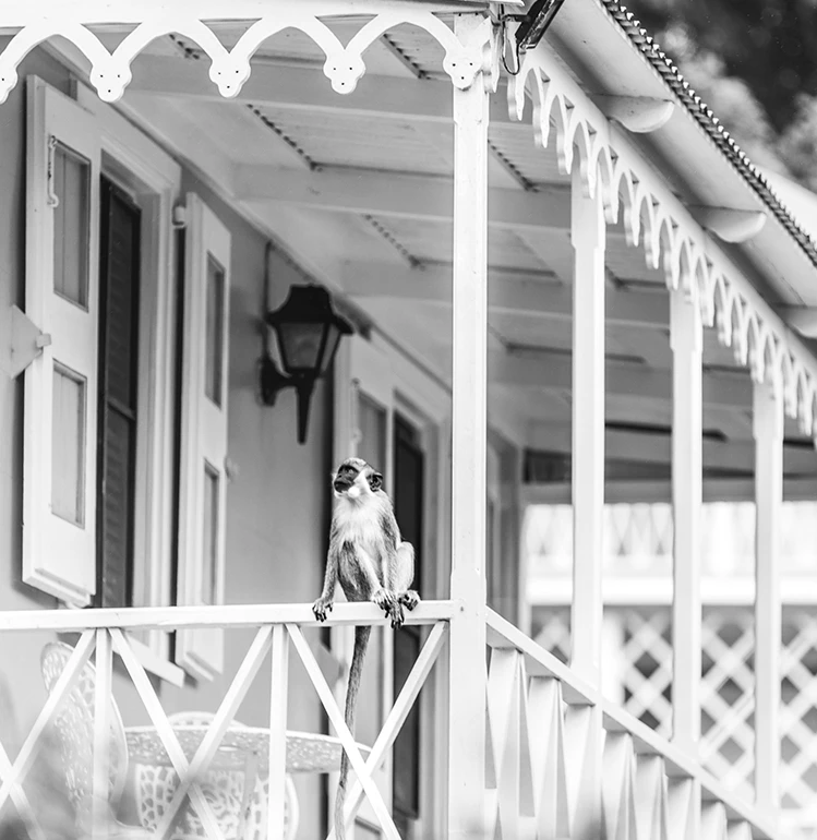 a monkey on a railing