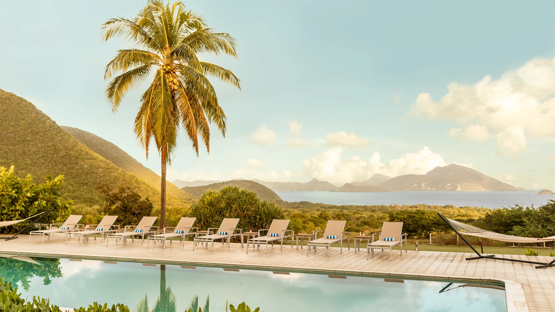 a pool with chairs and a palm tree