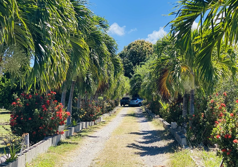 a dirt road with palm trees and flowers