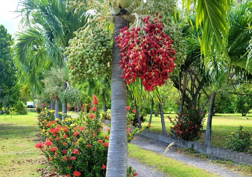 a palm tree with fruits on it