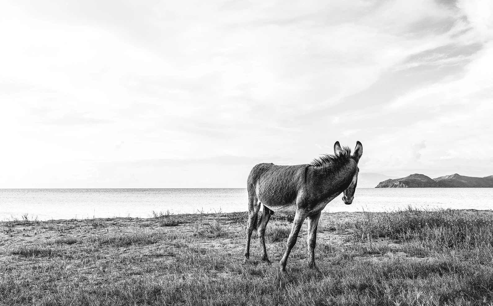 a donkey standing on grass by water