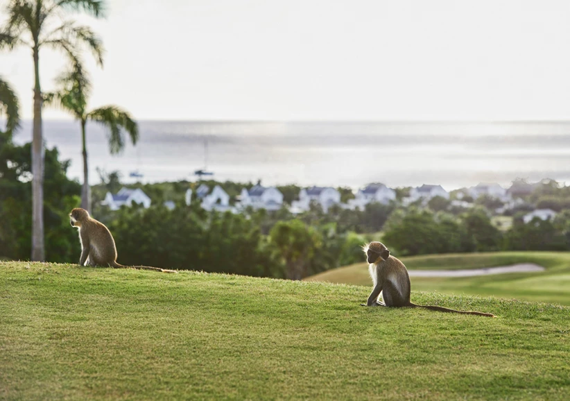 two monkeys sitting on a grassy hill