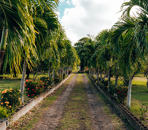 a dirt road with palm trees and flowers