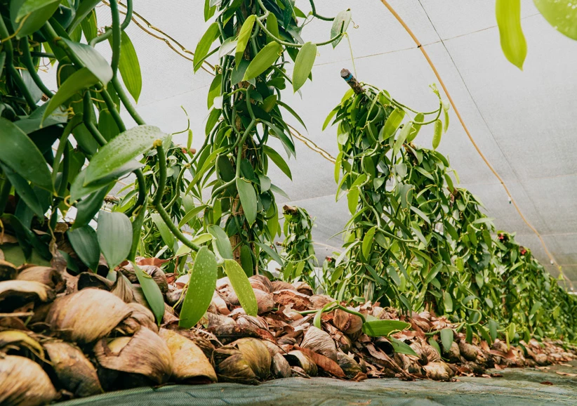 plants growing plants in a greenhouse