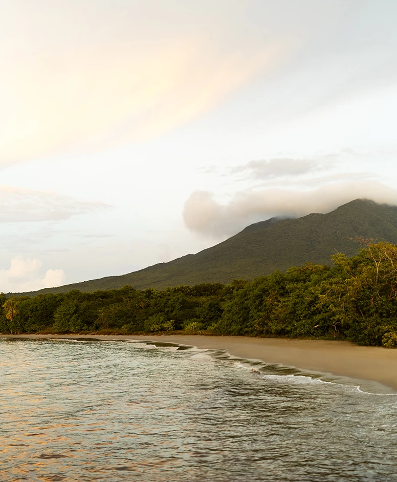 a beach with trees and water