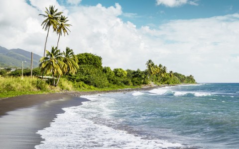 a beach with trees and water