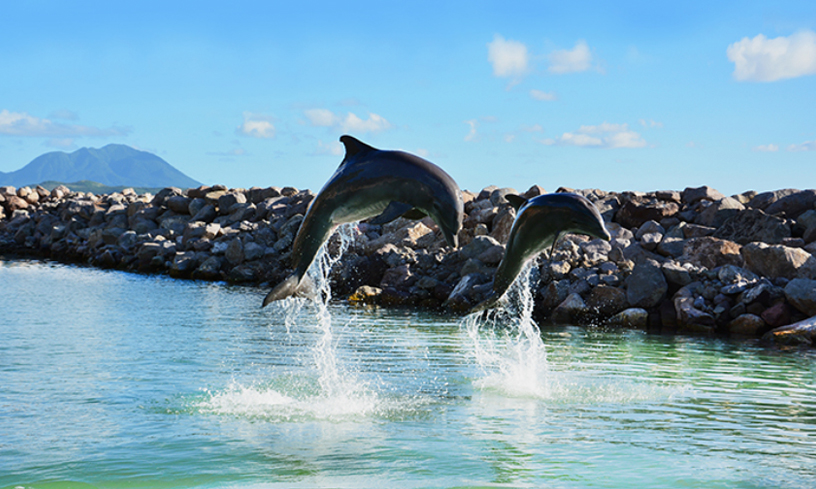 a group of dolphins jumping out of the water
