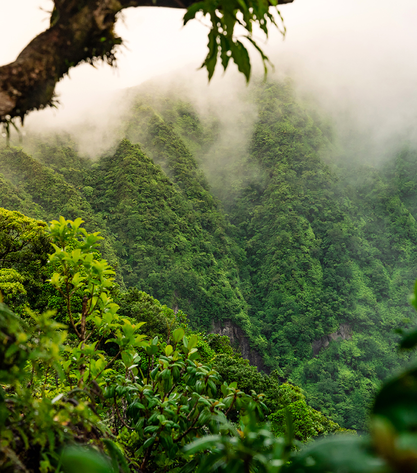 a foggy mountain with trees