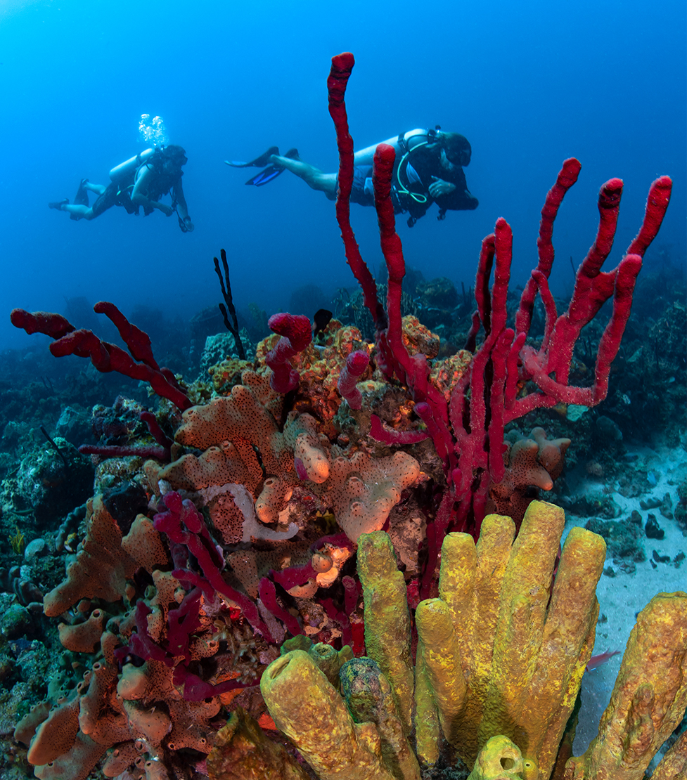 a group of people scuba diving under water