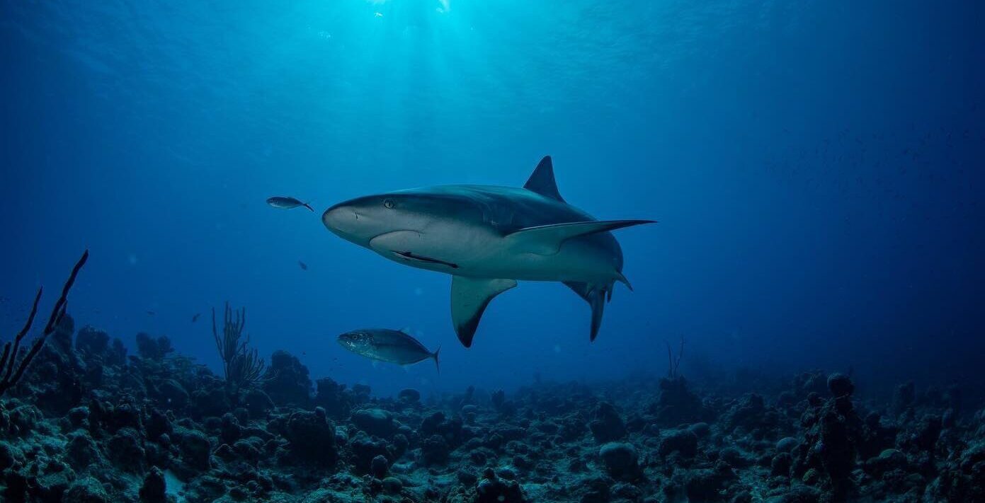 a shark swimming in the ocean