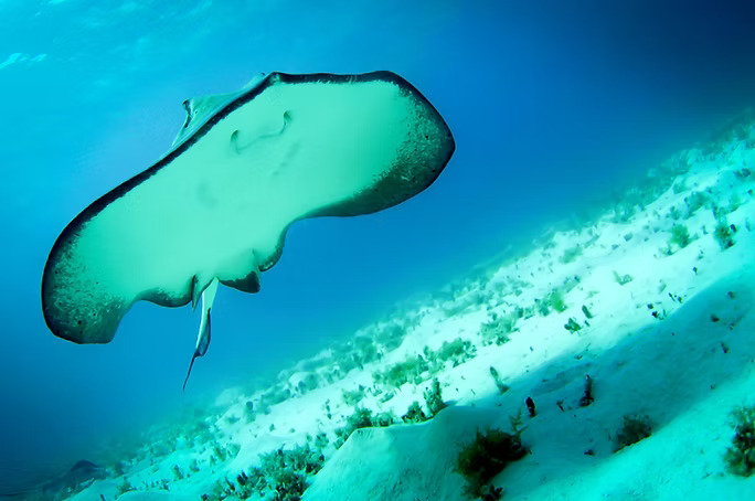 a stingray swimming in the ocean