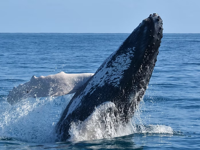 a whale jumping out of the water