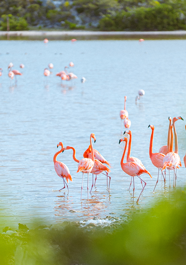 a group of flamingos standing in water