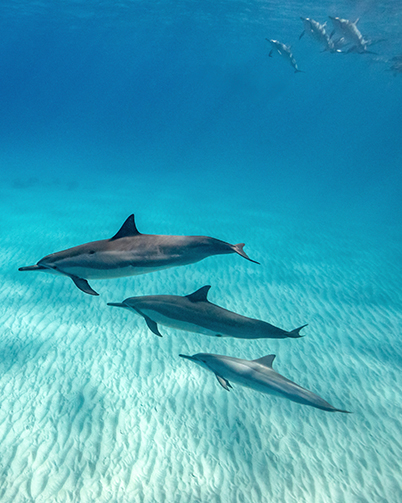a group of dolphins swimming in the water