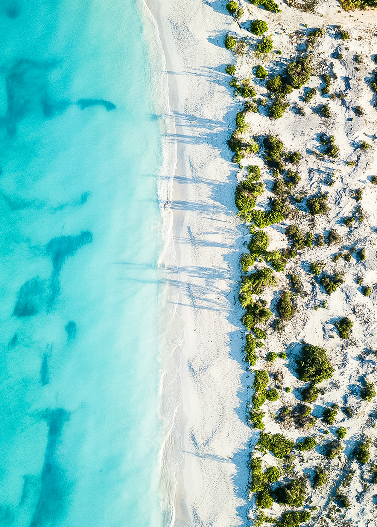 a beach with sand and plants