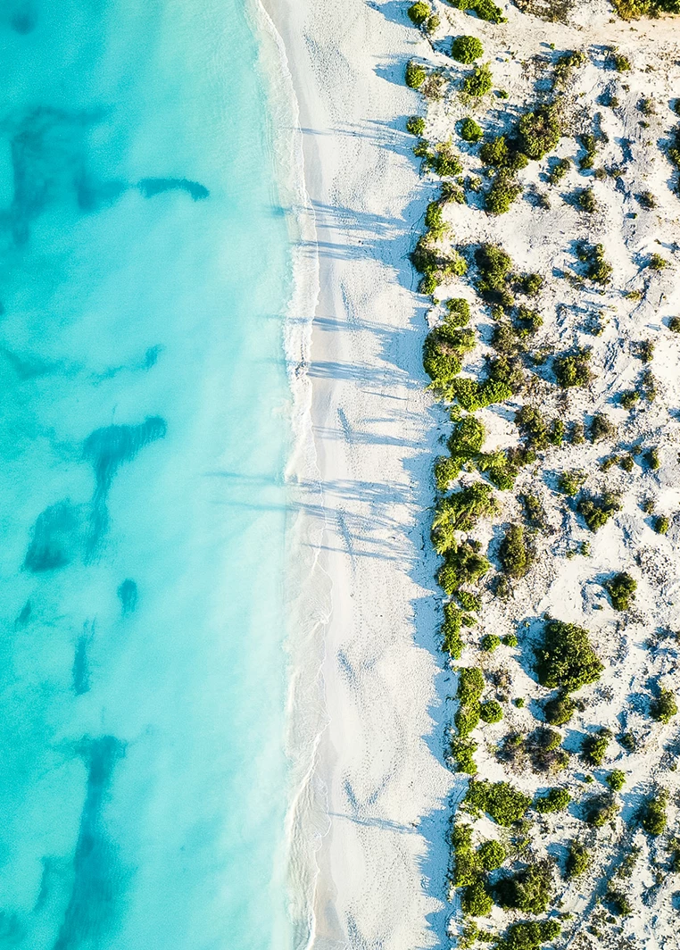 a beach with sand and plants