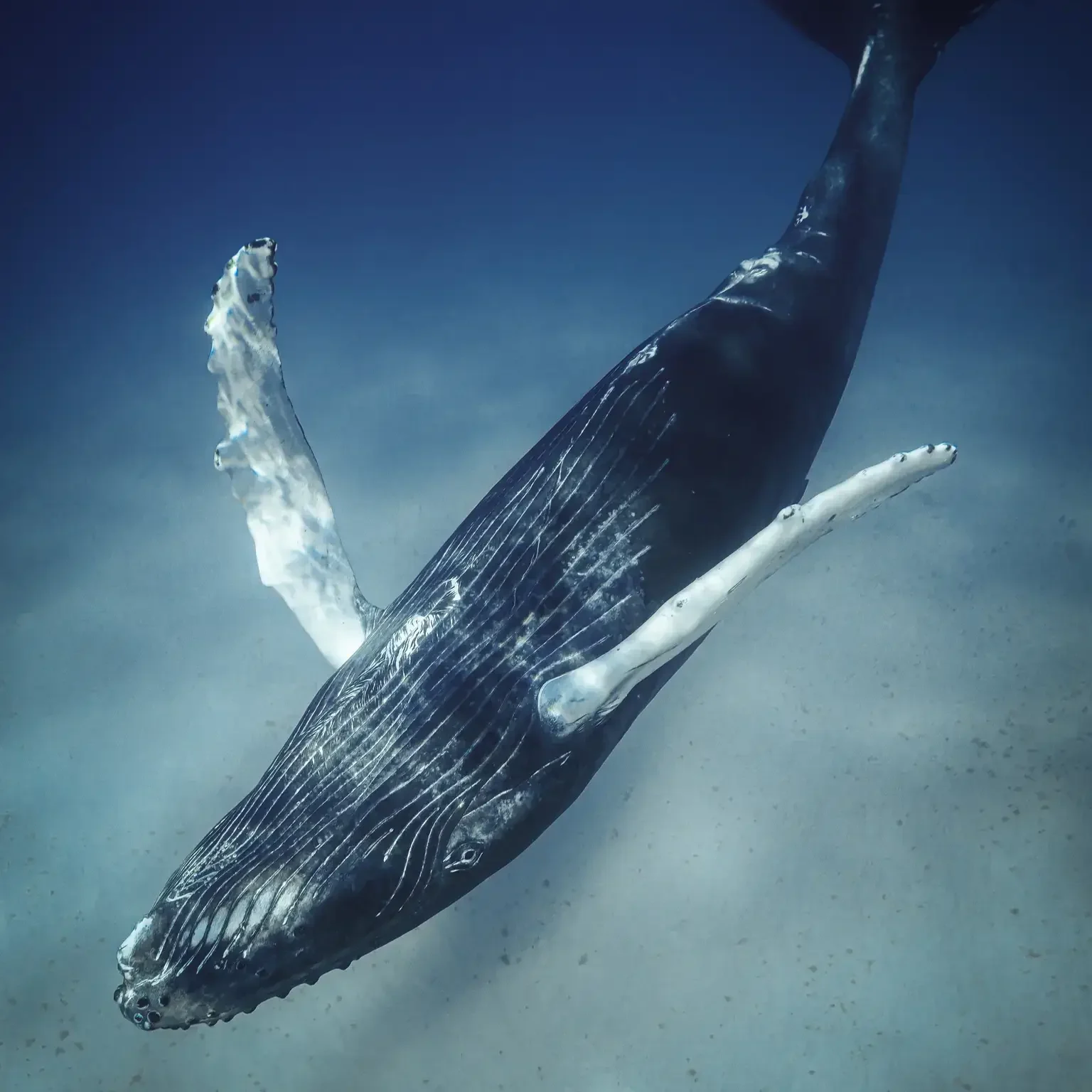 a whale swimming under water