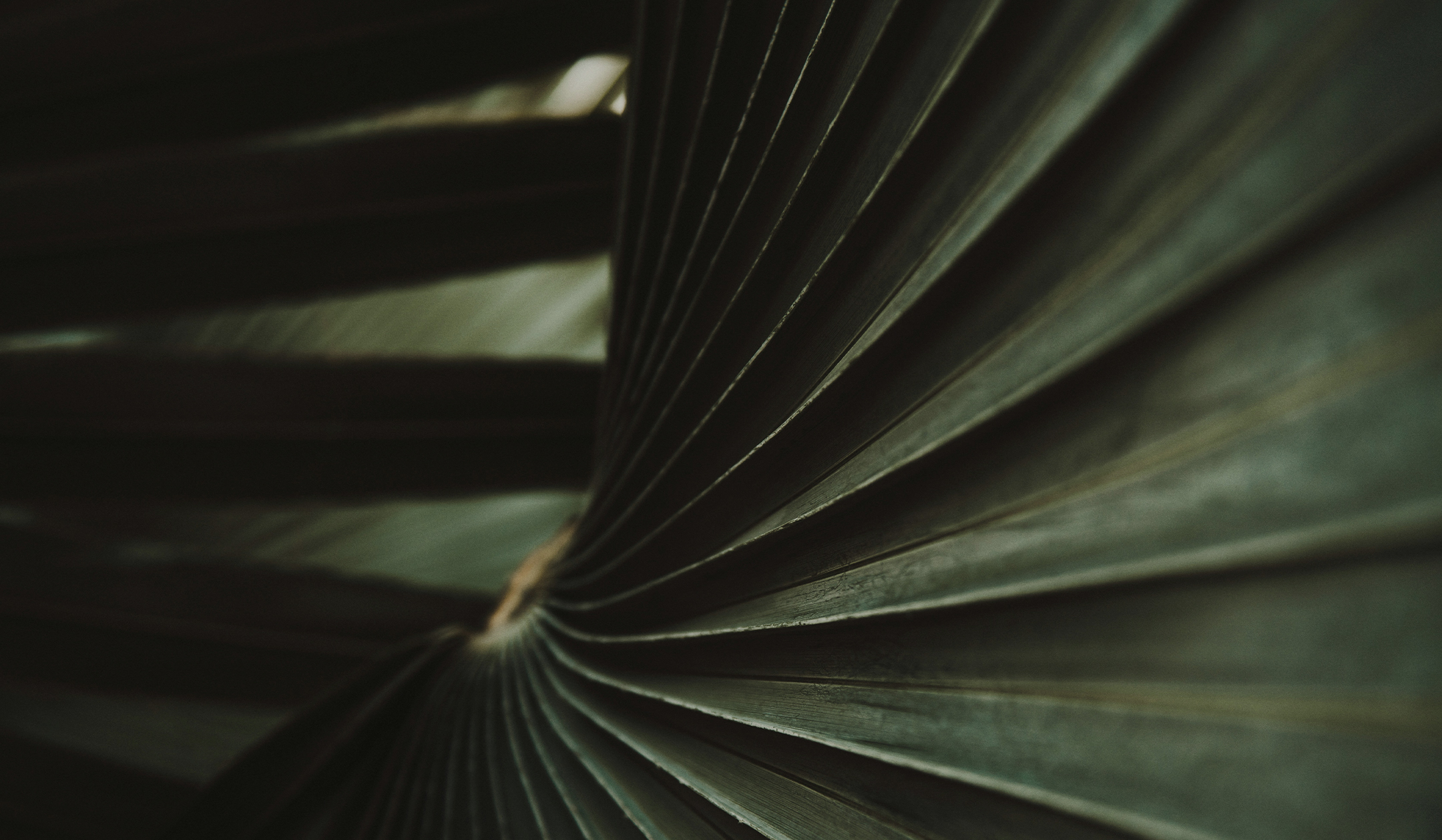 a close up of a leaf