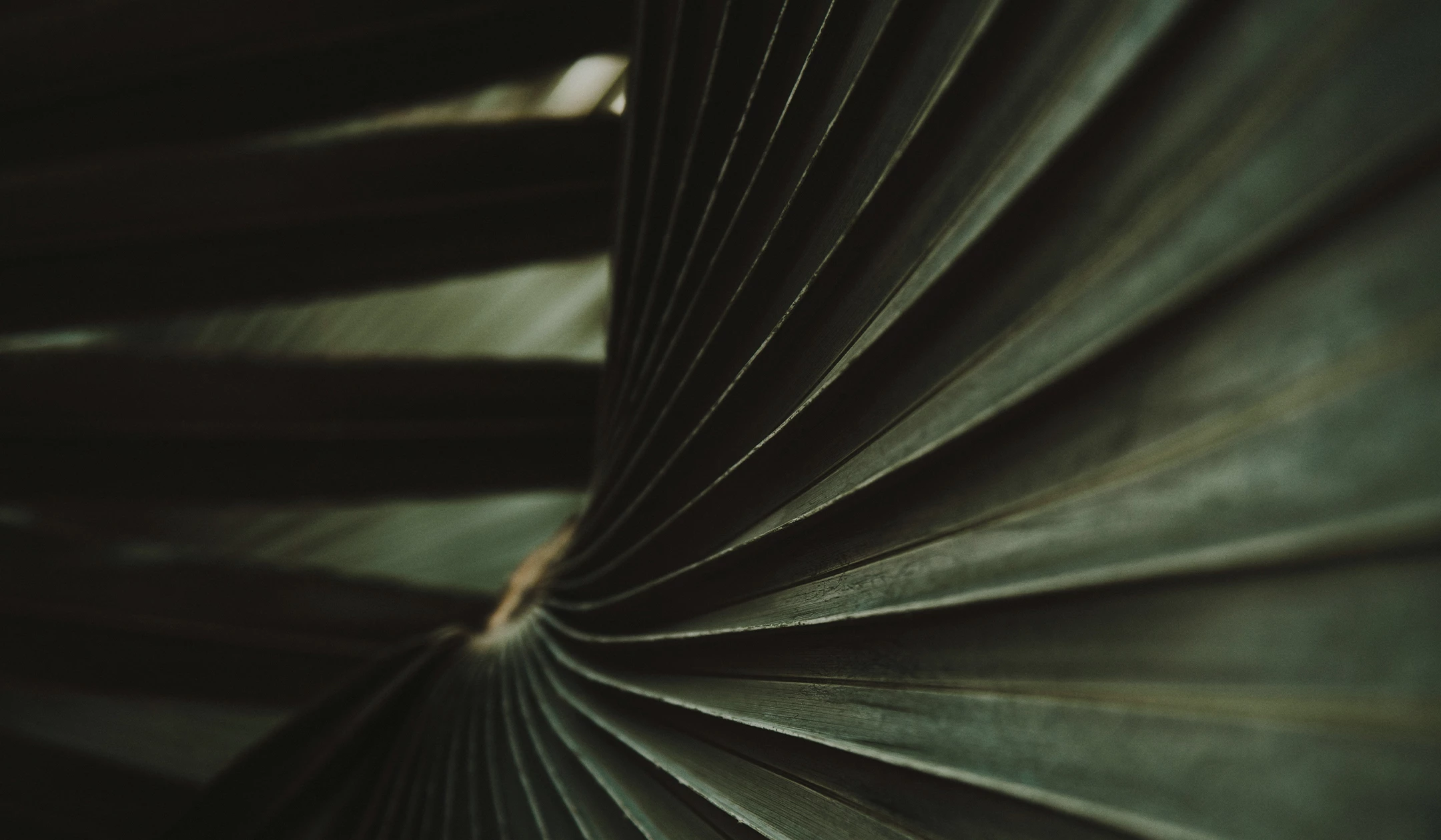 a close up of a leaf