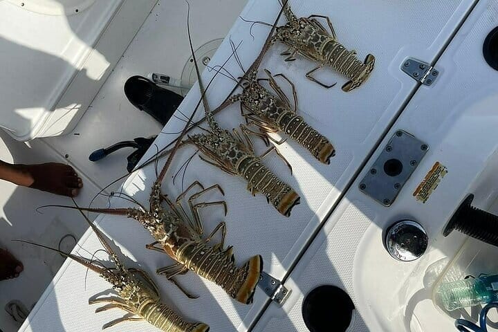 lobster lobsters on a white surface