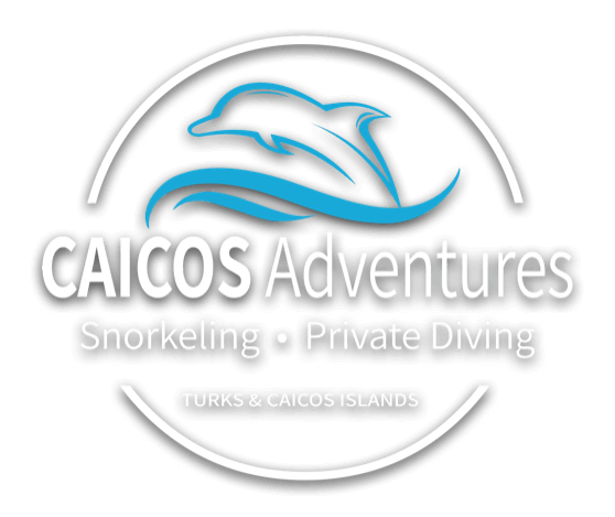 a logo with a dolphin in the air