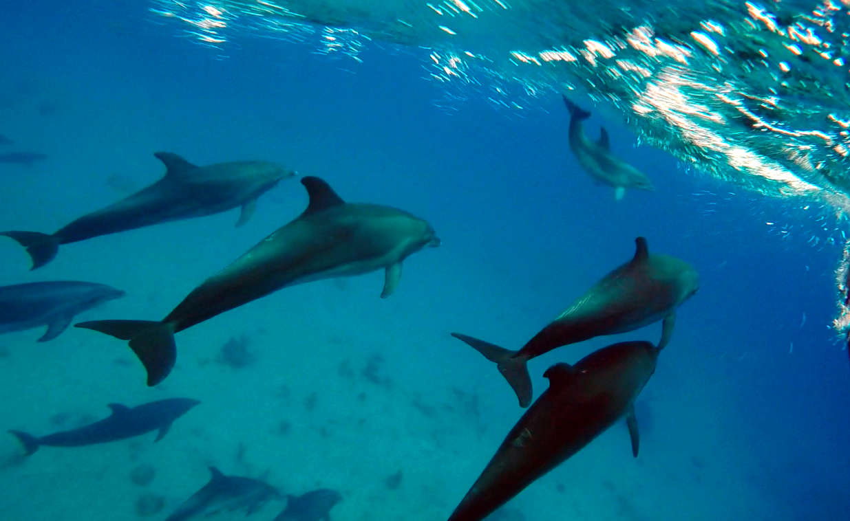 a group of dolphins swimming in the water