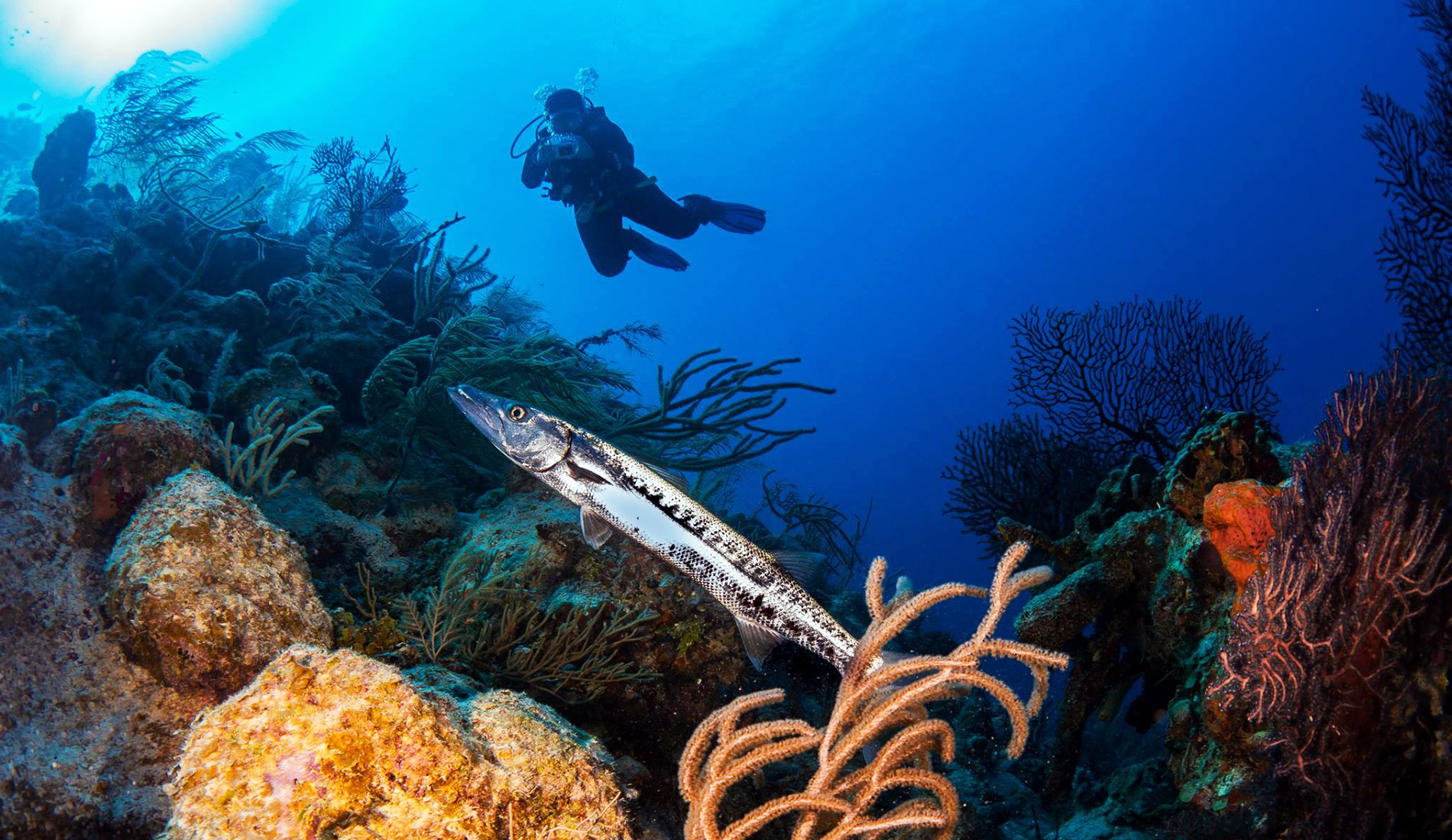 a person swimming under water with a fish
