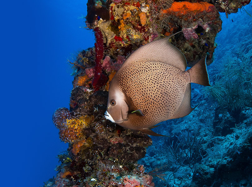a fish swimming near coral
