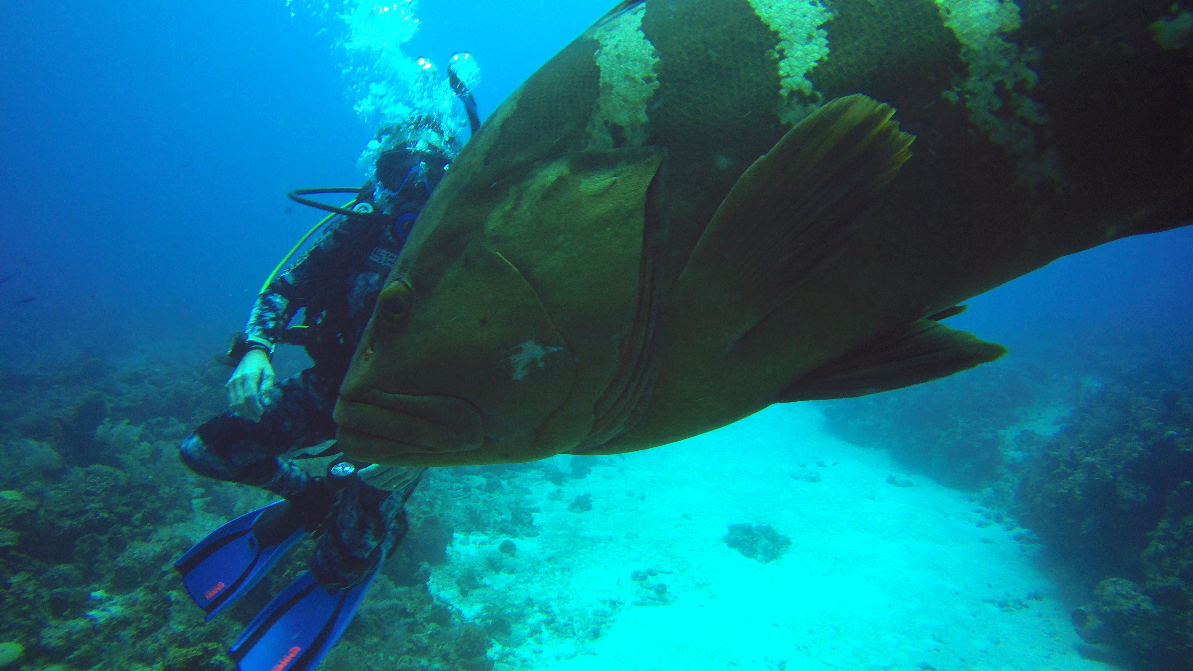 a grouper swimming under water