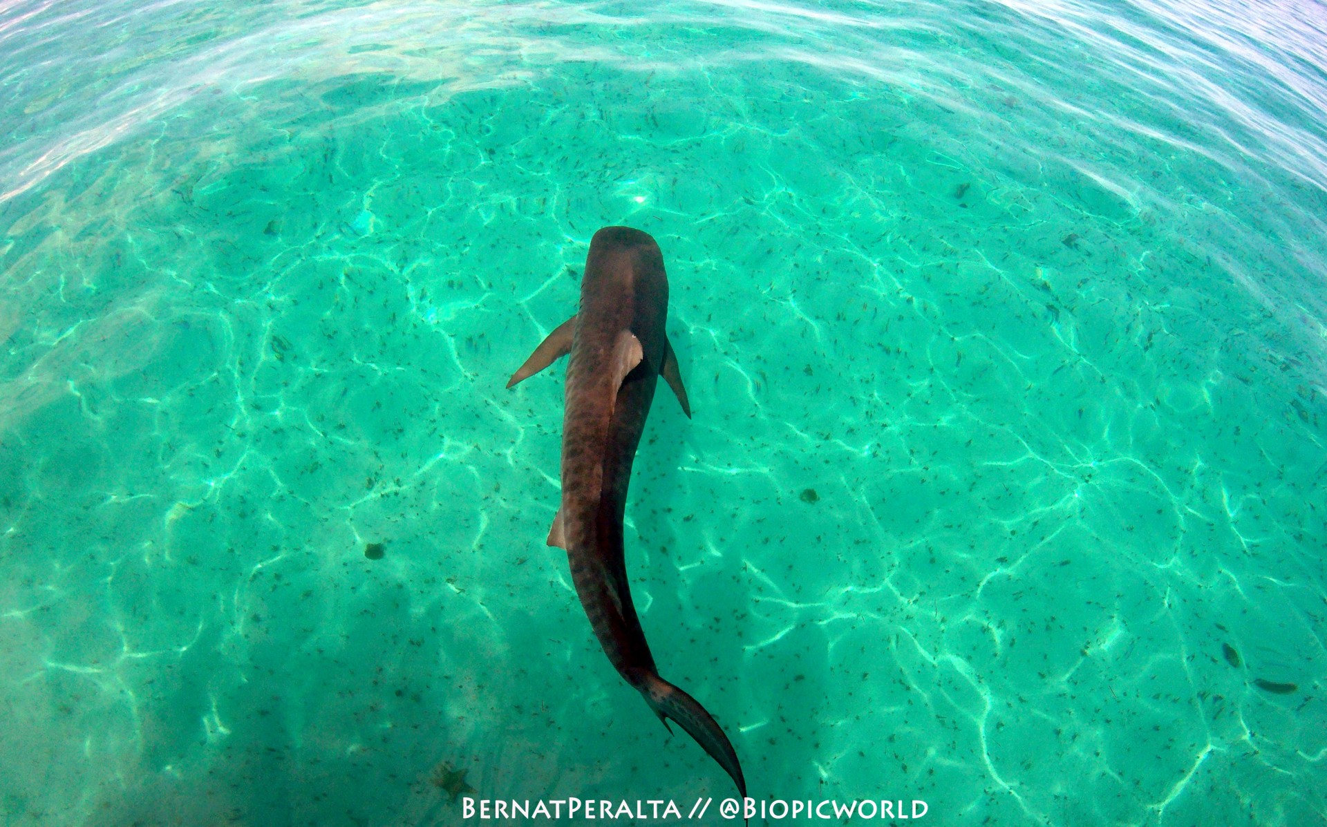 a fish swimming in the water