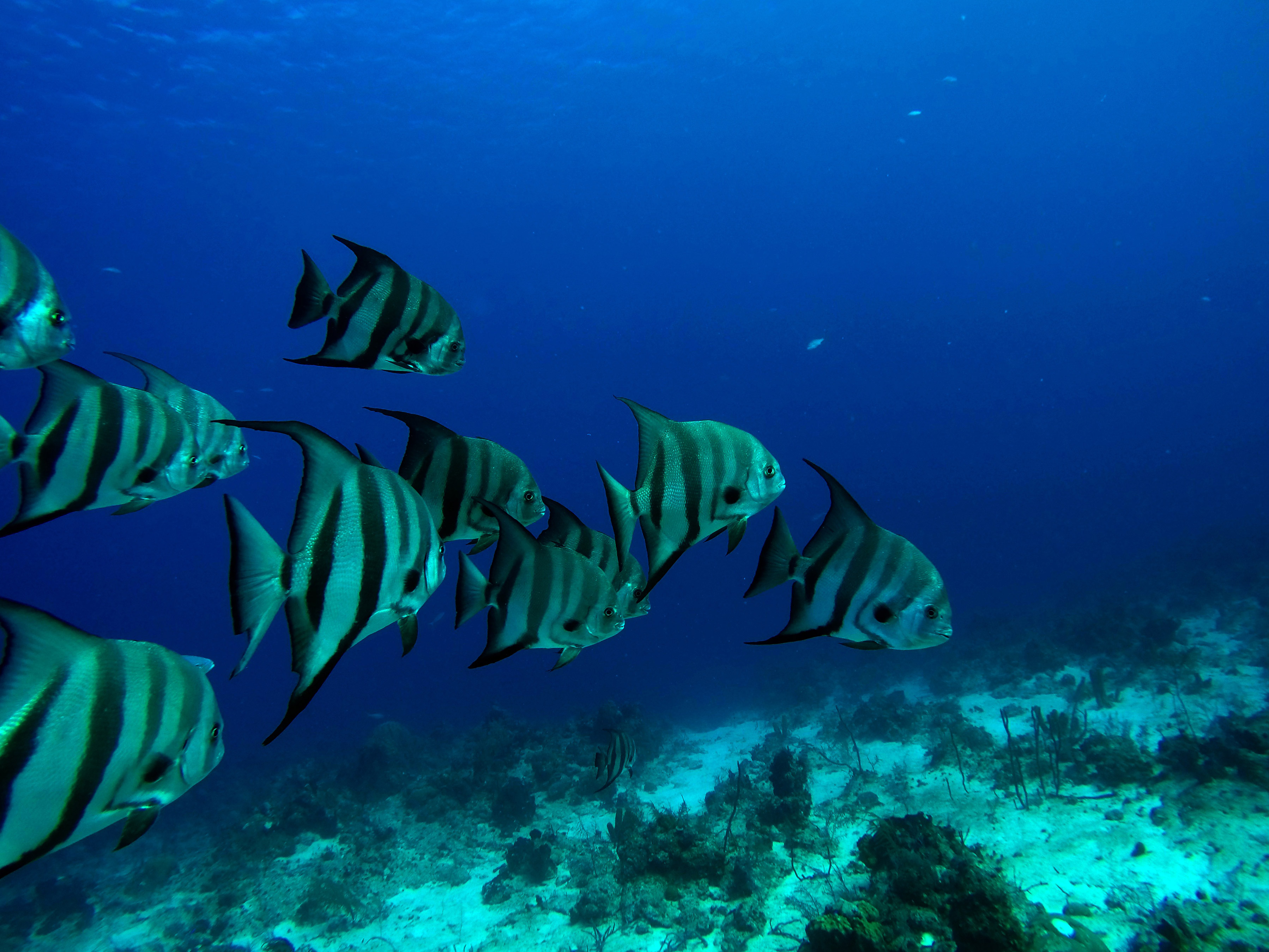 a group of striped fish swimming in the ocean