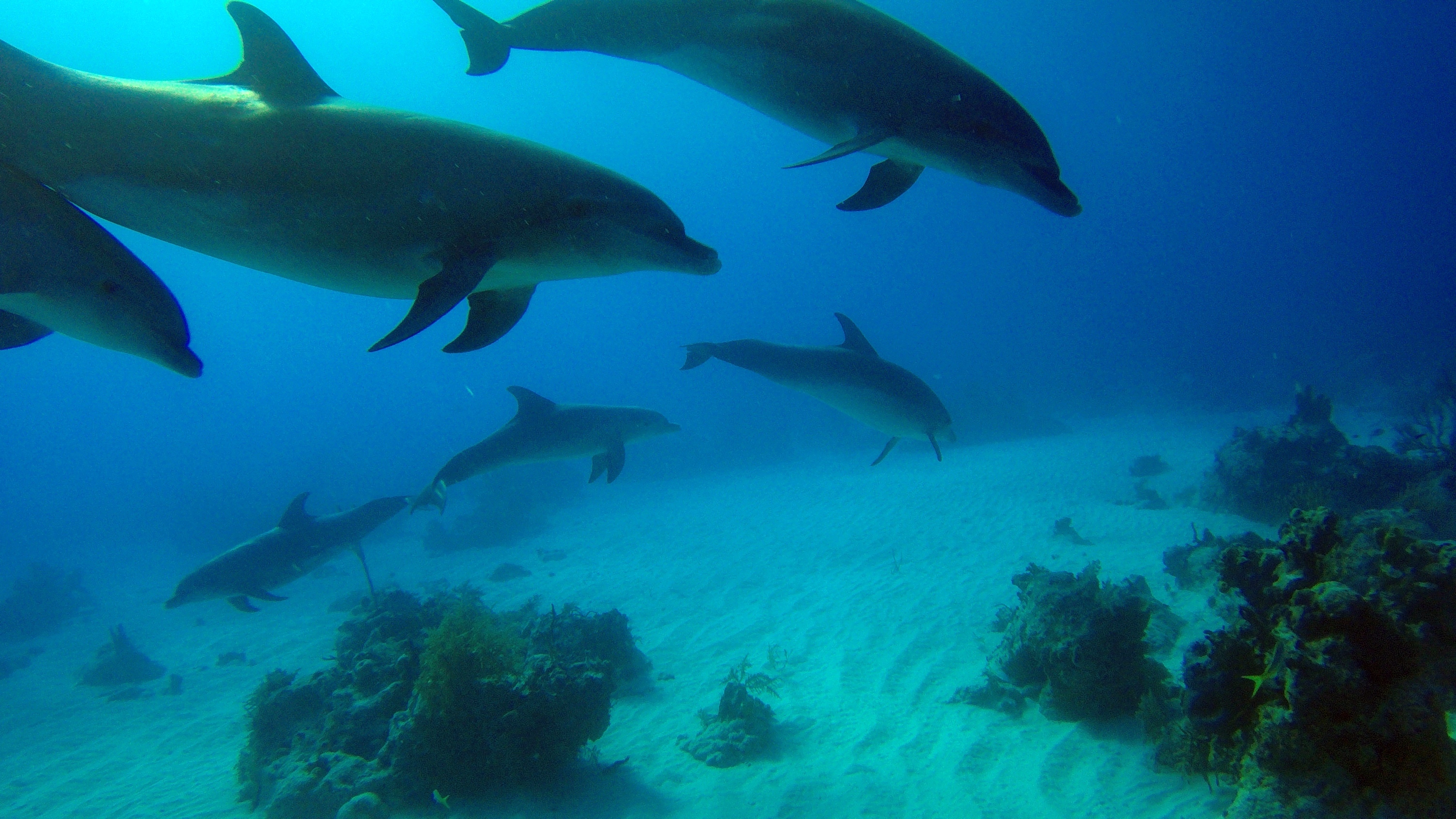 a group of dolphins swimming in the ocean