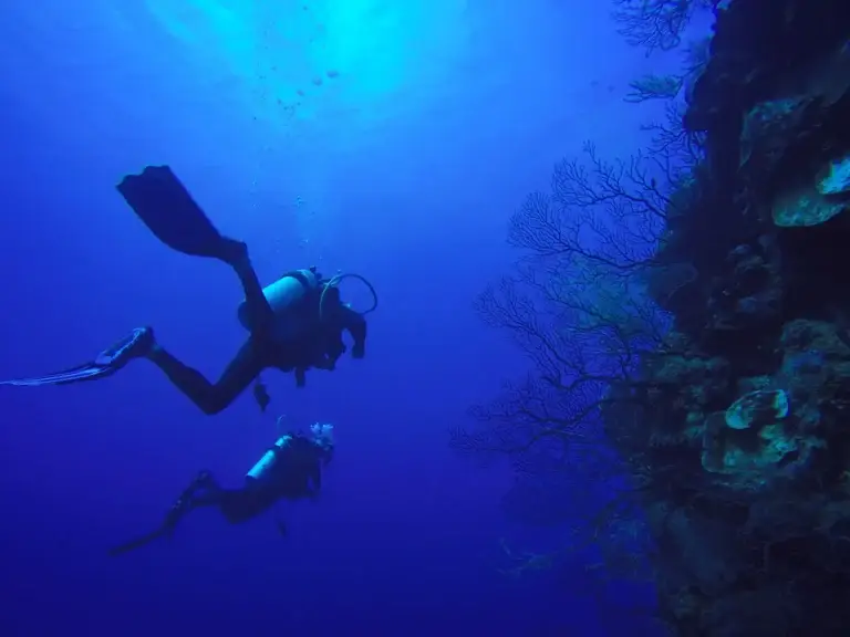 scuba divers swimming under water