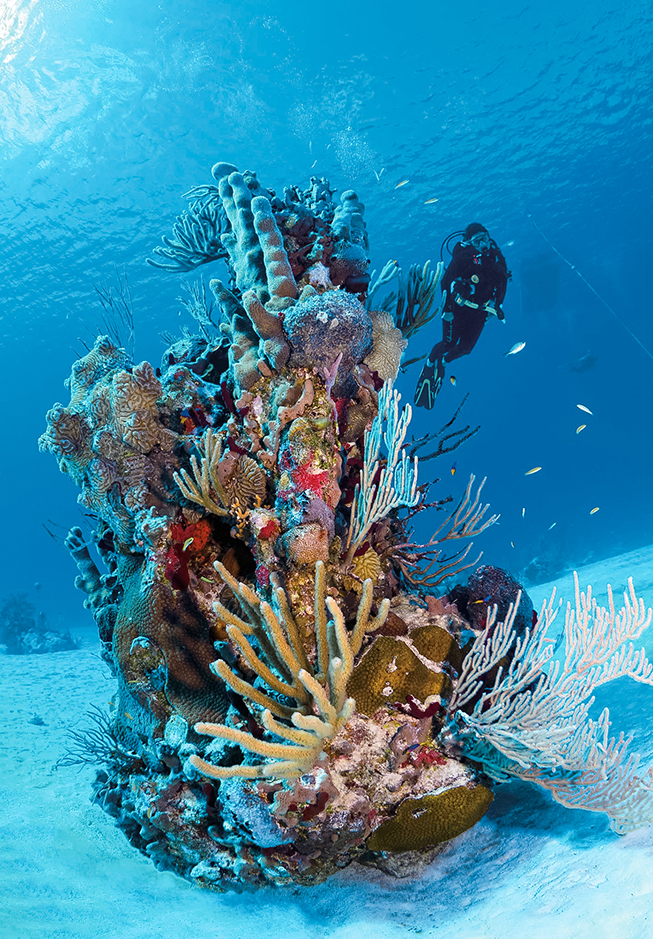a scuba diver swimming near coral