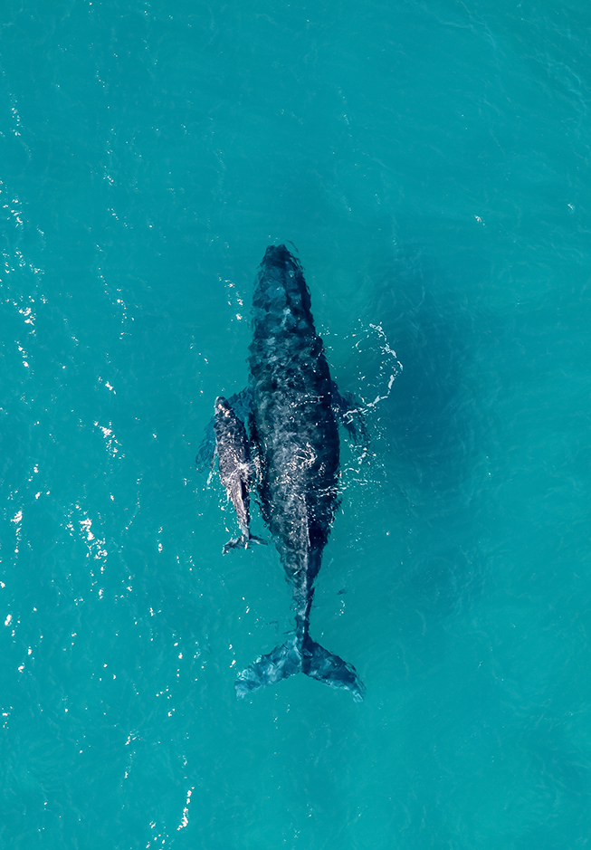a whale and baby in the water