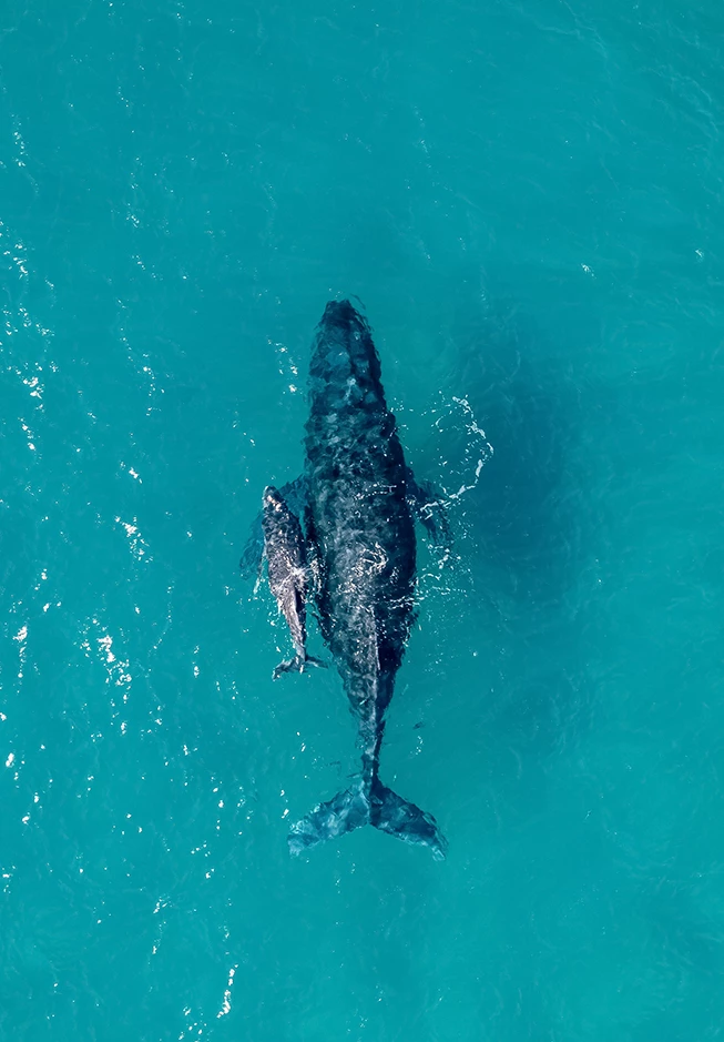 a whale and baby in the water
