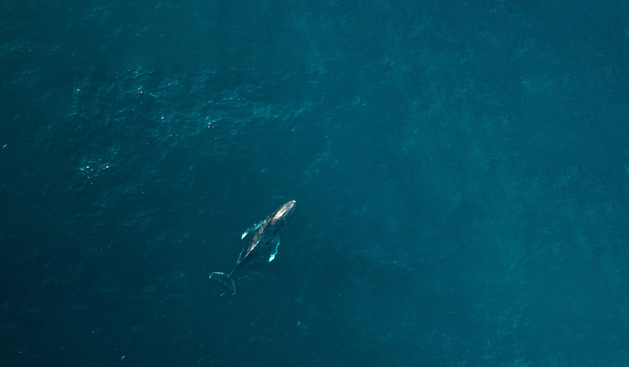 a whale swimming in the water