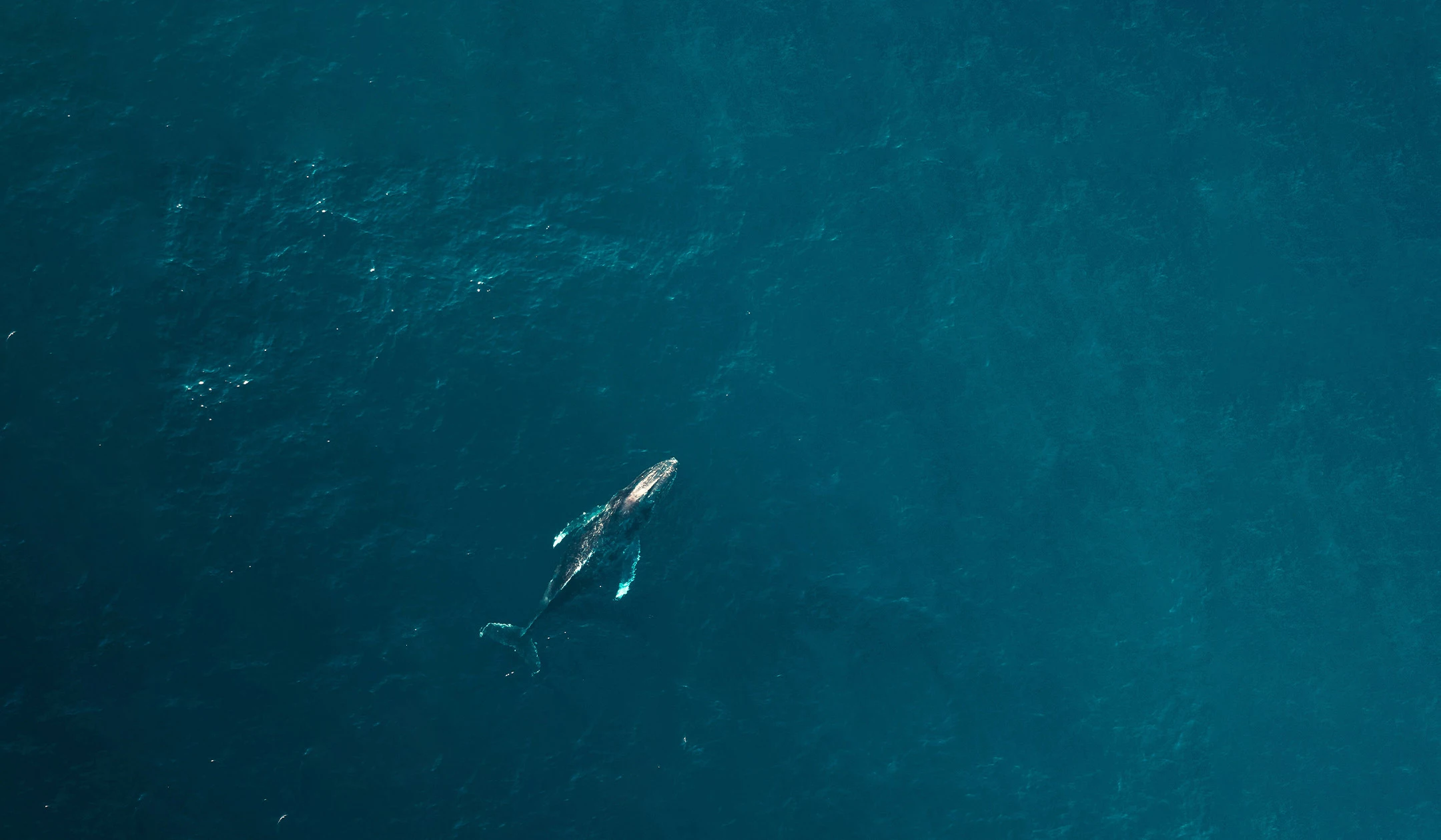 a whale swimming in the water