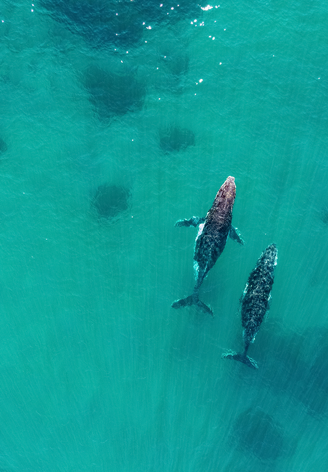 a group of whales swimming in the water