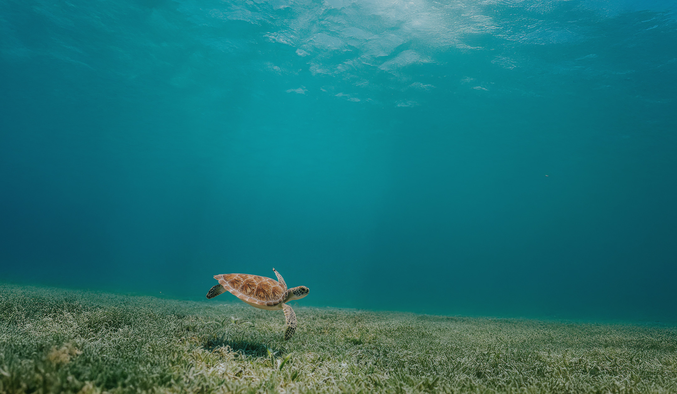 a turtle swimming in the sea