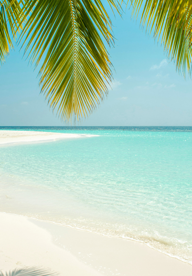 a beach with palm trees and blue water