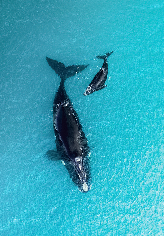 a whale and calf in the water