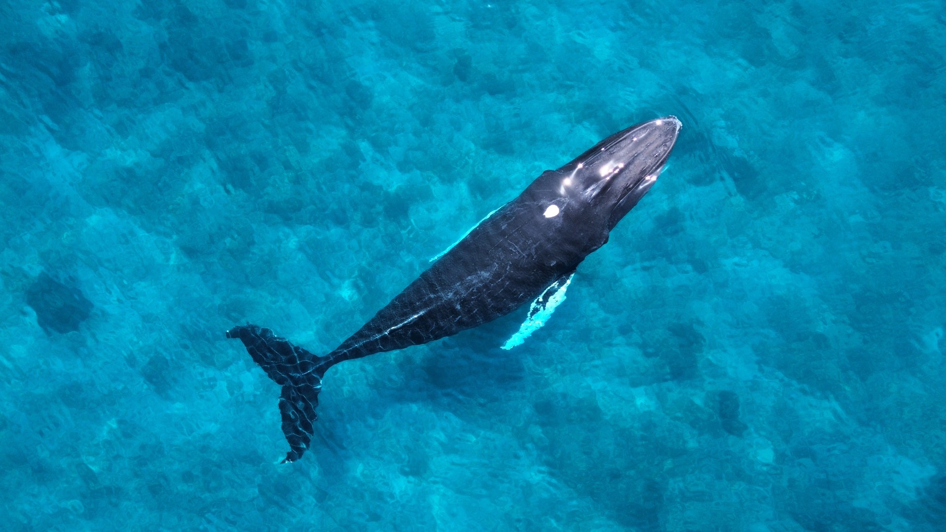 a whale swimming in the water