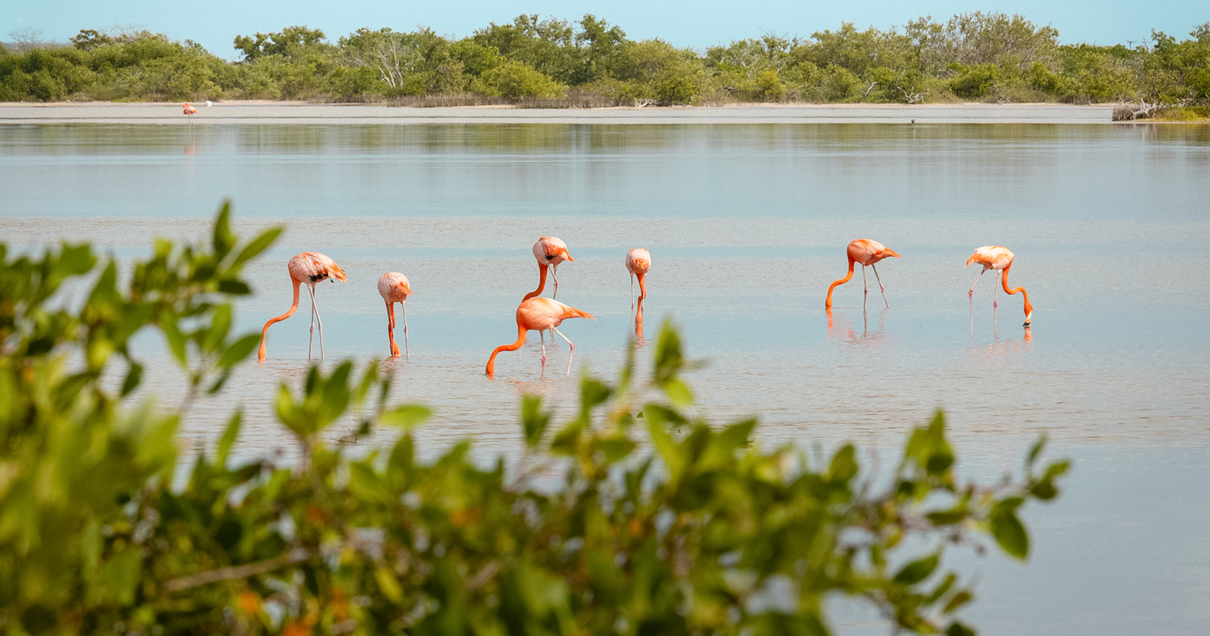 a group of flamingos in water