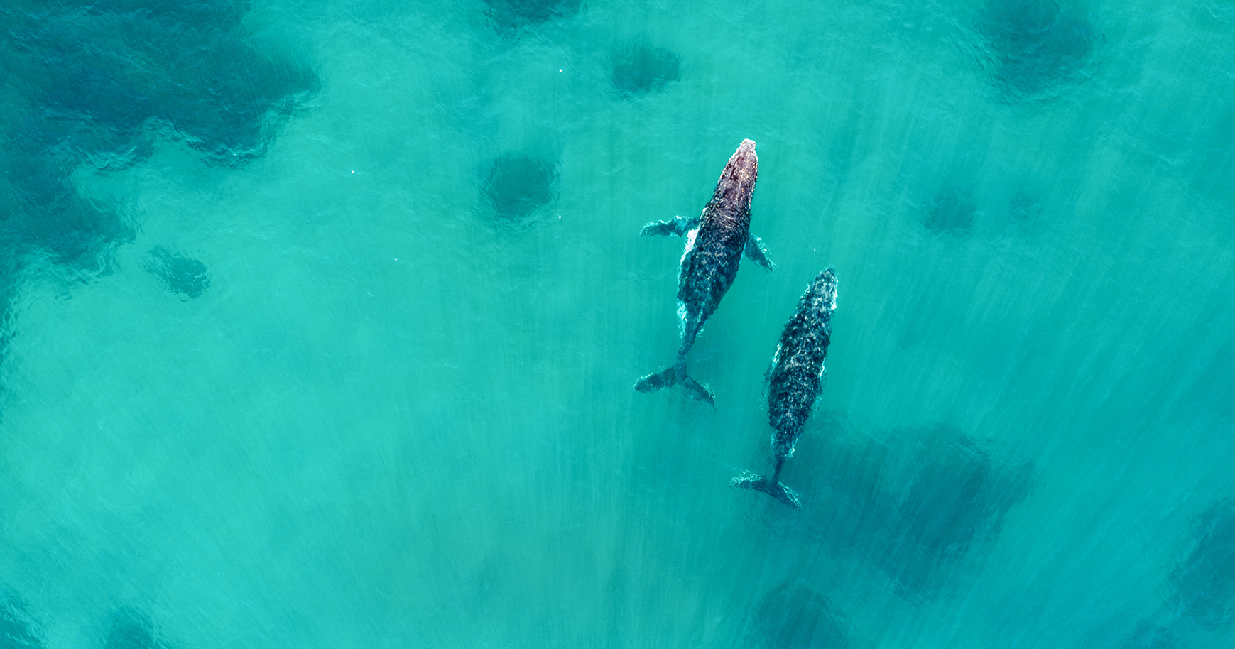 a group of whales swimming in the water