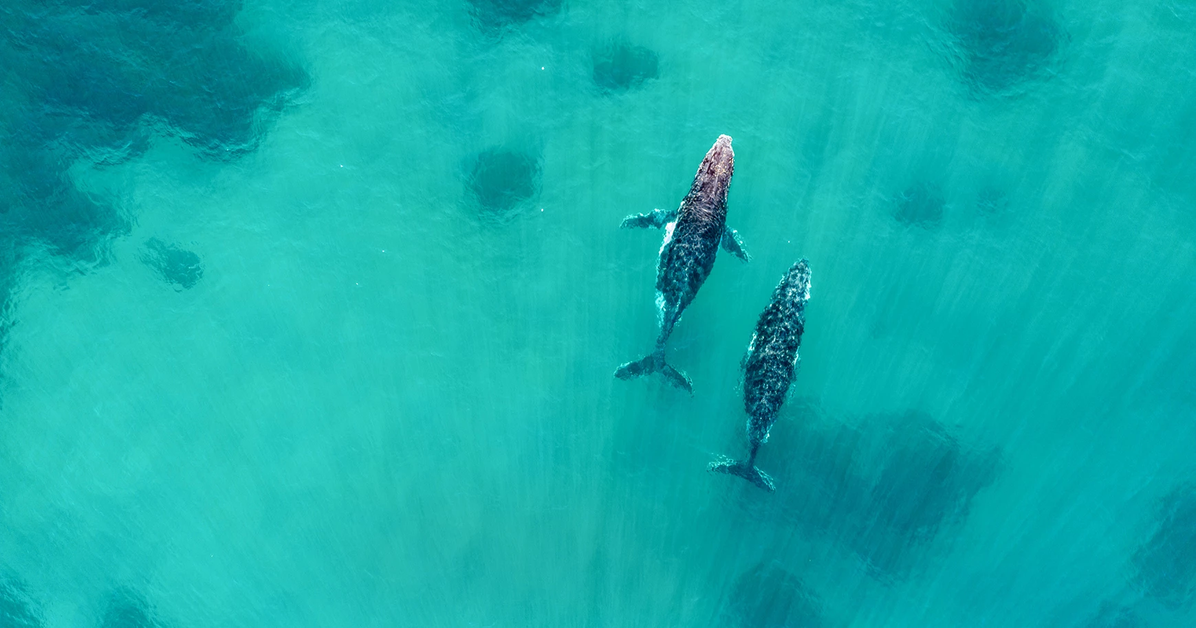 a group of whales swimming in the water