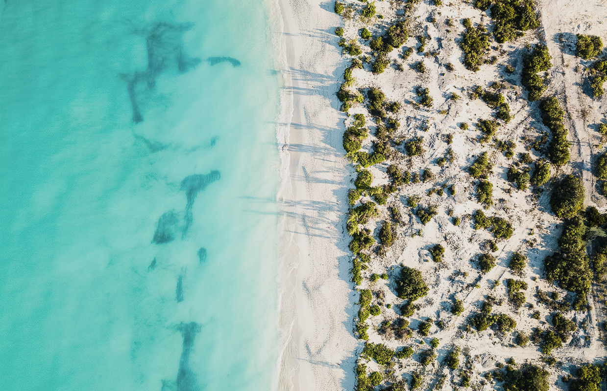a beach with sand and plants