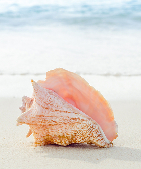 a seashell on a beach