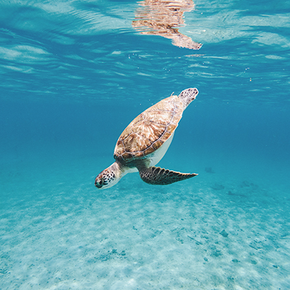 a turtle swimming in the water