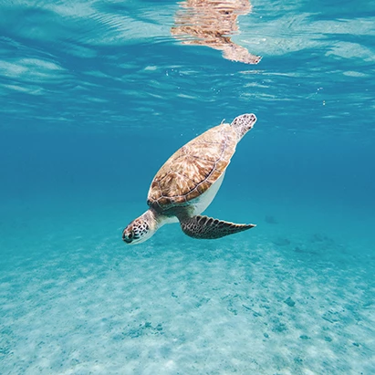 a turtle swimming in the water